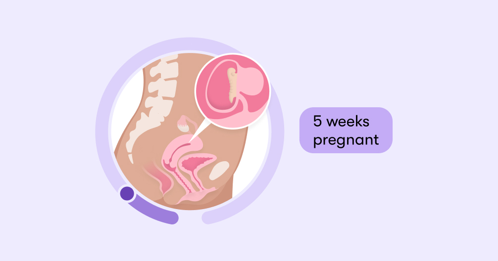 5 weeks pregnant Symptoms tips and baby development